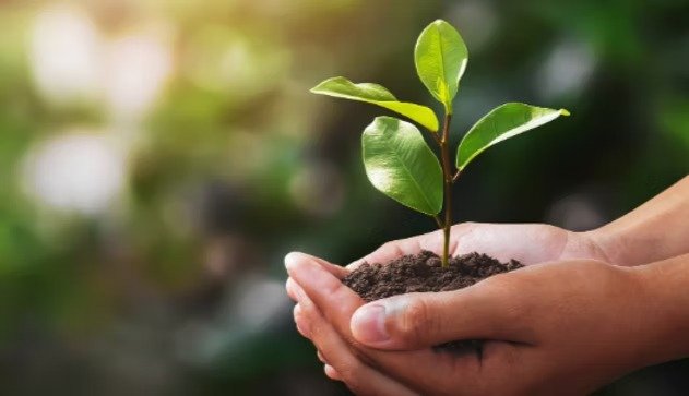plant-in-palm-of-hands-love-the-planet